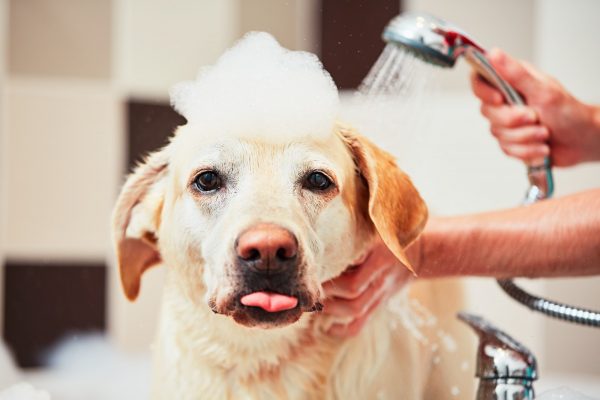 Dog being groomed and washed with a pile of soap on its head